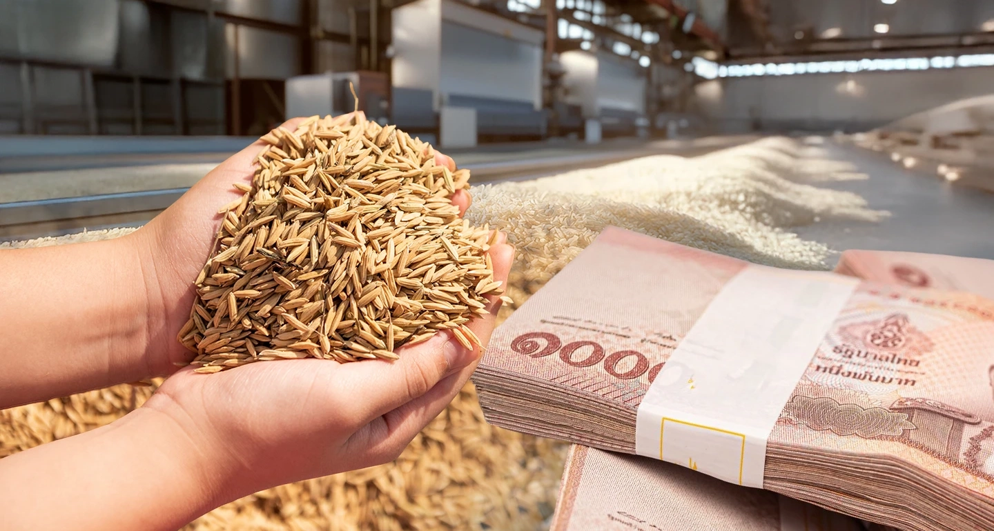 “จำนำข้าว”จากนโยบายประชานิยม สู่ความรับผิดชอบทางการเมือง “ยิ่งลักษณ์” 1 หมื่นล้าน