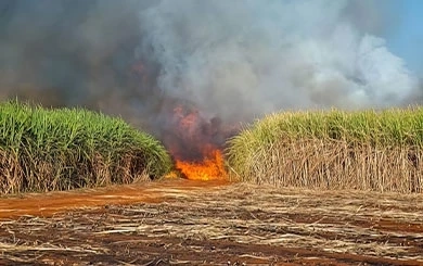 บทเรียนธุรกิจโรงงานน้ำตาล รับซื้อ 'อ้อยไฟไหม้' สะเทือนโมเดลธุรกิจเพื่อความยั่งยืน