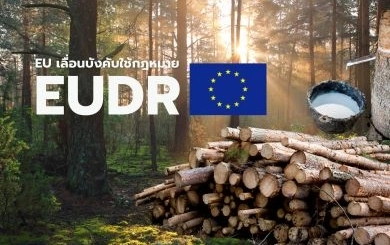 เมื่อ EU “เลื่อน” EUDR: ผู้ส่งออกยางไทยได้เวลาหายใจ แต่เกมความโปร่งใสยังเดินต่อ